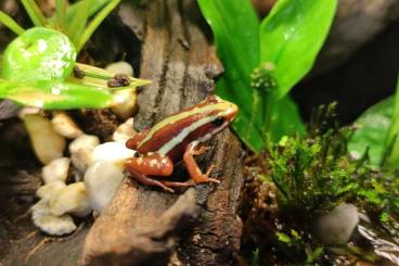 Pfeilgiftfrösche kaufen und verkaufen Foto: Dreistreifen-Baumsteiger (Epipedobates tricolor) 