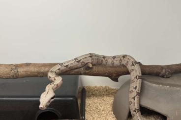 Boas kaufen und verkaufen Foto: Boa Constrictor Amarali 2.1 Terry Line