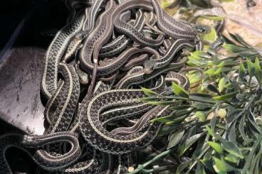 Schlangen kaufen und verkaufen Foto: Thamnophis sirtalis Similis 