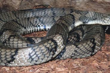 Venomous snakes kaufen und verkaufen Photo: Chinesische Königskobra wegen Platzmangel abzugeben