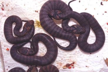 Giftschlangen kaufen und verkaufen Foto: Acanthophis antarcticus Sydney Red