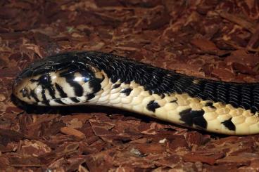 Venomous snakes kaufen und verkaufen Photo: King cobra from China, Forest cobra and Jararacussu pair