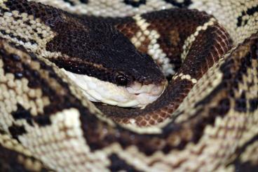 Giftschlangen kaufen und verkaufen Foto: Black headed bushmaster, Schwarzkopfbuschmeister