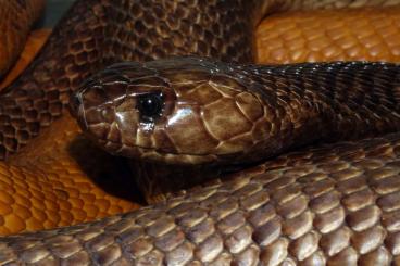 Giftschlangen kaufen und verkaufen Foto: Young adult Western green mamba pair available