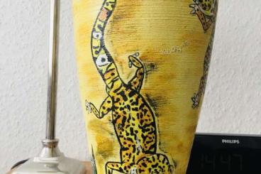 Echsen  kaufen und verkaufen Foto: Suche: Uroplatus giganteus Weibchen, Verkaufe Keramik-Vase 