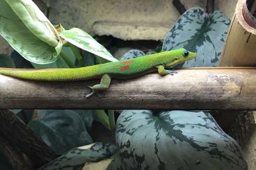 Echsen  kaufen und verkaufen Foto: Petraosaurus, Trachylepis,Phelsuma, Ailuronyx