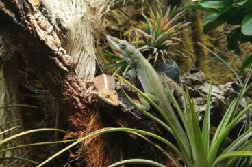 Lizards kaufen und verkaufen Photo: Anolis porcatus Lizards kaufen und verkaufen Photo: Anolis porcatus