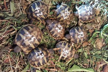 Tortoises kaufen und verkaufen Photo: Griechische Landschildkröten zu verkaufen 
