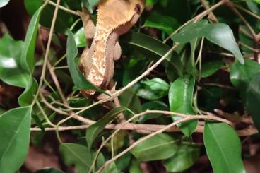 Geckos kaufen und verkaufen Photo: Correlophus ciliatus Kronengecko 1.0.