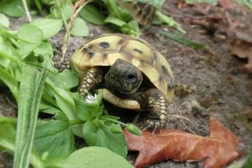 Tortoises kaufen und verkaufen Photo: Griechische Landschildkröten (THB) Nachzuchten 2021 / 2022