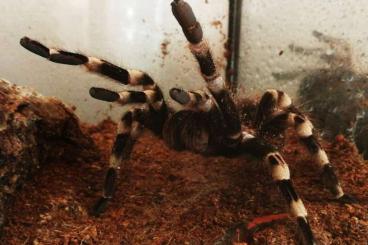 Spiders and Scorpions kaufen und verkaufen Photo: Acanthoscurria geniculata weißknievogelspinne