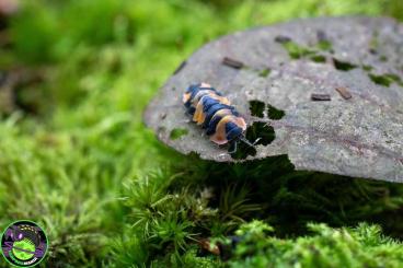 Insekten kaufen und verkaufen Foto: Merulanella / Laureola ! !