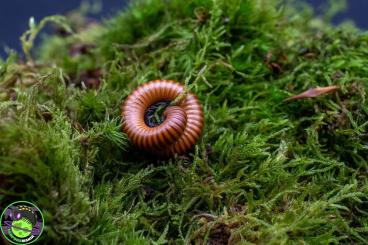 Insekten kaufen und verkaufen Foto: Sechelleptus sp 6 Polleni