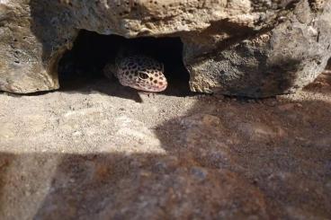 Geckos kaufen und verkaufen Photo: Liebe Leopardgecko-Dame sucht neues Zuhause!