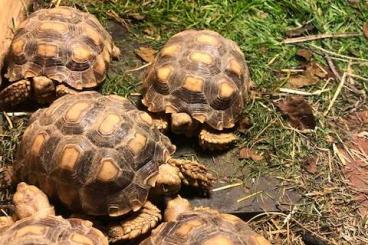 Tortoises kaufen und verkaufen Photo: Spornschildkröten (Geochelone Sulcata)abzugeben