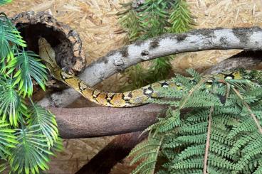 Pythons kaufen und verkaufen Foto: Netzpythons für Hamm oder Abholung 