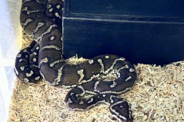 Pythons kaufen und verkaufen Foto: Biete für Hamm 1.1 python anchietae cb22 