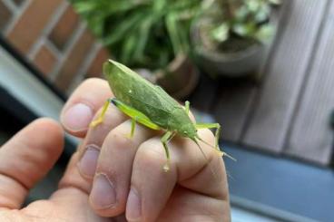 Insects kaufen und verkaufen Photo: Phyllomimus sp. Leaf Cricket