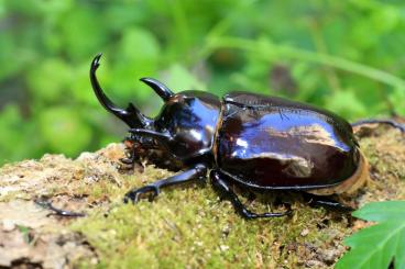 Insects kaufen und verkaufen Photo: Searching for Megasoma mars female Imago