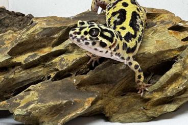 Geckos kaufen und verkaufen Foto: Bold Bandit Leopardgecko Weibchen 0.1