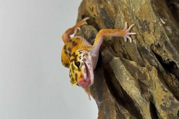 Geckos kaufen und verkaufen Foto: Leopardgeckos Männchen und Weibchen