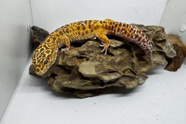 Geckos kaufen und verkaufen Photo: Leopardgeckos Zuchtpärchen 2.2