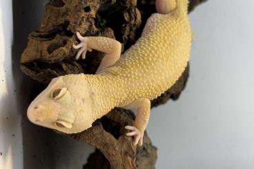 Geckos kaufen und verkaufen Photo: Leopardgecko Rainwater Albino Murphy Patternless 0.1