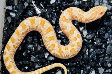 Schlangen kaufen und verkaufen Foto: Heterodon / Hognose / Hakennasennatter