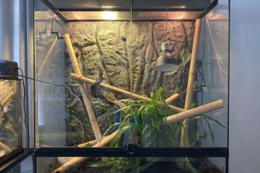 Geckos kaufen und verkaufen Photo: Madagaskar Taggeckos mit Terrarium und Nachzuchtterrarium zu verkaufen