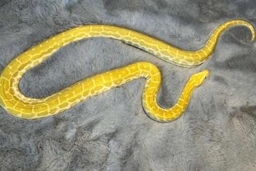 Snakes kaufen und verkaufen Photo: Biete 1.1 Tigerpython Python molurus bivittatus ab ! 