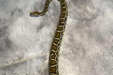 Snakes kaufen und verkaufen Photo: 1.1 Tigerpython / Python molurus bivittatus 