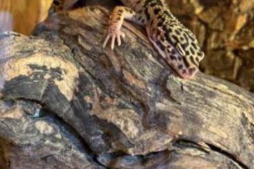 Geckos kaufen und verkaufen Photo: 2 Leopardgecko Männchen ca 2 Jahre alt und ca 6 Monate alt
