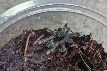 - bird spiders kaufen und verkaufen Photo: Ephebopus murinus 1fh for sale
