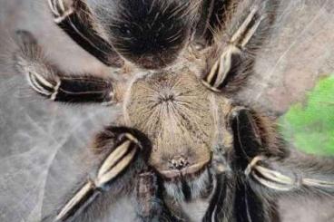 Vogelspinnen kaufen und verkaufen Foto: Ephebopus murinus for sale