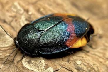 Insekten kaufen und verkaufen Foto: Eucorydia dasytoides nymph for sale! 