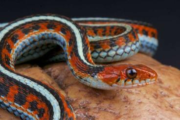 Snakes kaufen und verkaufen Photo: Looking for Thamnophis sirtalis 