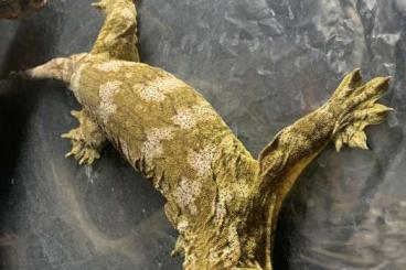Geckos kaufen und verkaufen Photo: Rhacodactylus leachianus Brosse 0.1