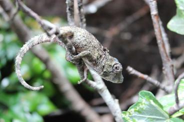 andere Echsen kaufen und verkaufen Foto: Anolis barbatus, Cuban false chameleon