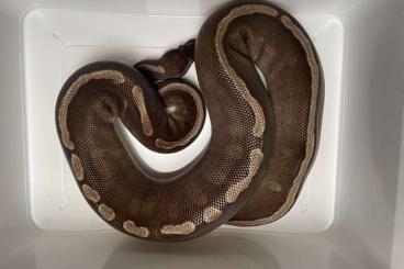 Ball Pythons kaufen und verkaufen Photo: Ball pythons for Houten 04.06