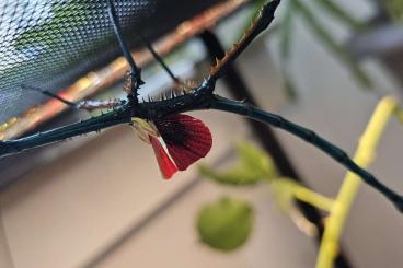 Insekten kaufen und verkaufen Foto: Phasmide Achrioptera Manga Eier