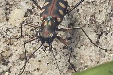 Insekten kaufen und verkaufen Foto: Laufkäfer Larven Cicindela aurulenta 