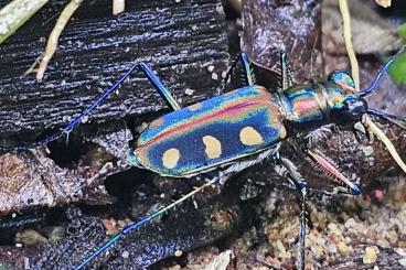 Insekten kaufen und verkaufen Foto: Cicindela Aurolenta Goldfleckiger Sandlaufkäfer 