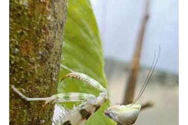 Insekten kaufen und verkaufen Photo: Creobroter Gemmatus Nymphen Insekten kaufen und verkaufen Photo: Creobroter Gemmatus Nymphen