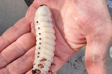 Insekten kaufen und verkaufen Photo: Larven vom Goliathkäfer Goliathus goliathus Insekten kaufen und verkaufen Photo: Larven vom Goliathkäfer Goliathus goliathus