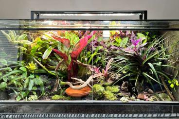 Poison dart frogs kaufen und verkaufen Photo: Terrarium mit kompletter Zuchtgruppe dendrobates tinctorius brasiliane