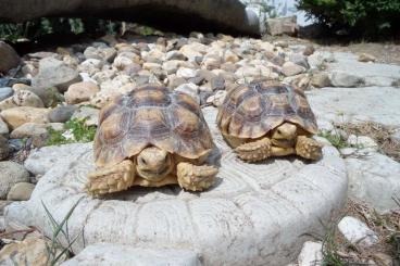 Tortoises kaufen und verkaufen Photo: 2 Stück Spornschildkröten, sulcata geochelone