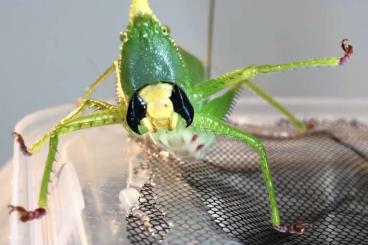 Insects kaufen und verkaufen Photo: RARITY / RARITÄT - Carnivorous katydid (Copiphora cornuta) EGGS! 