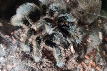 - bird spiders kaufen und verkaufen Photo: Brachypelma Albopilosum 5 Jahre adultes Weib. vom Händler/Züchter 65€