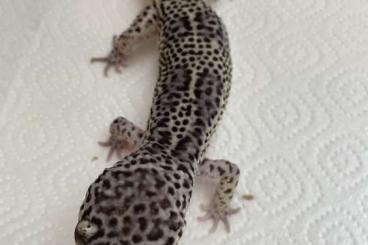 Geckos kaufen und verkaufen Photo: Leopardgecko Männchen Nano