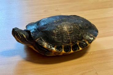 Turtles kaufen und verkaufen Photo: Trachemys scripta scripta / Gelbwangen-Schmuckschildkröte Turtles kaufen und verkaufen Photo: Trachemys scripta scripta / Gelbwangen-Schmuckschildkröte